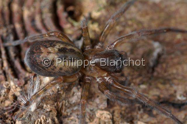 Amaurobiidae_0299-1.JPG - France, Araneae, Amaurobiidae, Araignée, Amaurobe (Amaurobius fenestralis), Lace webbed spider